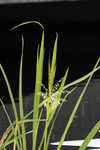 Annual wildrice <BR>Nakedstem dewflower <BR>Nakedstem dewflower <BR>Nakedstem dewflower <BR>Nakedstem dewflower